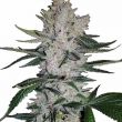 Gorilla Glue GG4 Feminized Marijuana Seeds