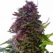 Granddaddy Purple Feminized Indica Mix Pack Seed Variety Pack