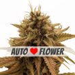 Grapericot Pie Autoflower marijuana seeds