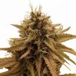 Grapericot Pie Feminized marijuana seeds