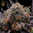 hazy girl cannabis seeds green bodhi