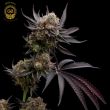 hazy girl cannabis seeds green bodhi