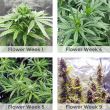 Purple Haze feminized cannabis flower weeks