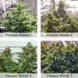 Super Skunk feminized cannabis flower weeks