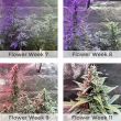 Zkittlez autoflower marijuana grow flower weeks