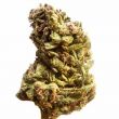 Jack Herer feminized marijuana bud