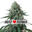 jealousy autoflower cannabis seeds