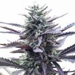 LA Confidential Feminized Super Mix Pack Seed Variety Pack