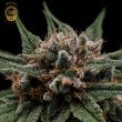 mystery haze cannabis seeds green bodhi