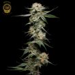 mystery haze cannabis seeds green bodhi