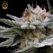 mystery haze cannabis seeds green bodhi