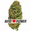 Northern Lights autoflower marijuana bud