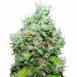 NYC Diesel Feminized Super Mix Pack Seed Variety Pack