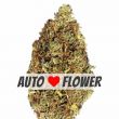 OG Kush Autoflower cannabis bud