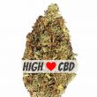 OG Kush CBD feminized cannabis bud