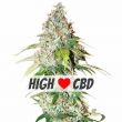 OG Kush CBD feminized cannabis seeds