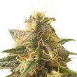 Orange Bud feminized marijuana seeds