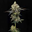 cheddar cheeze feminized marijuana seeds