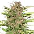 Pure Indica Feminized Indica Mix Pack Seed Variety Pack