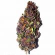 Purple Haze feminized cannabis bud