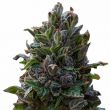 Purple Punch feminized marijuana seeds