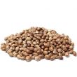 Sour Diesel Feminized Pot Seeds