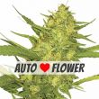 Sour Diesel autoflower cannabis seeds
