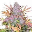 Strawberry Cough feminized marijuana seeds
