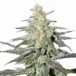 Super Silver Haze Feminized Colorful Weed Mix Pack Seed Variety Pack
