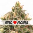 Wedding Cake autoflower marijuana seeds