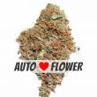 White Widow autoflower marijuana bud