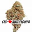 White Widow CBD autoflower marijuana bud