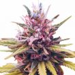 Zkittlez Feminized Super Mix Pack Seed Variety Pack