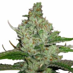 Hindu Kush feminized marijuana seeds