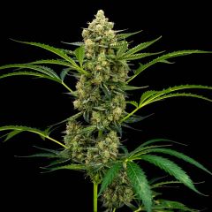 rocket juice autoflower marijuana seeds