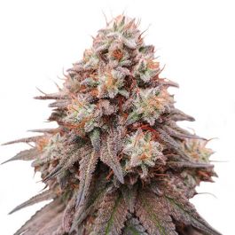 Gorilla Glue #4 X Zkittlez, Buy Cannabis Seeds