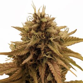 Grapericot Pie feminized Seeds For Sale | Buy Online >>> ILGM