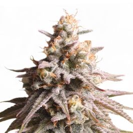 Gushers Feminized Seeds For Sale | Buy Online >>> ILGM