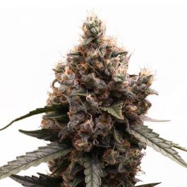 Mimosa Feminized Seeds For Sale 