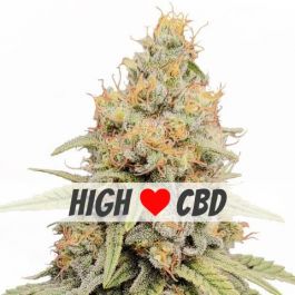 Strawberry CBD - 12% CBD. Cannabis Legal