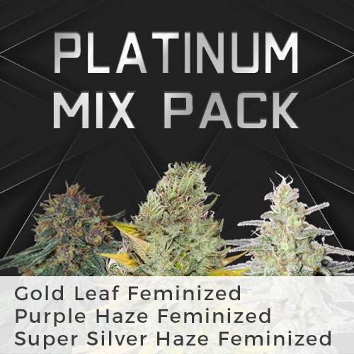 Marijuana Grow Kit with Feminized Gold Leaf Seeds >> ILGM