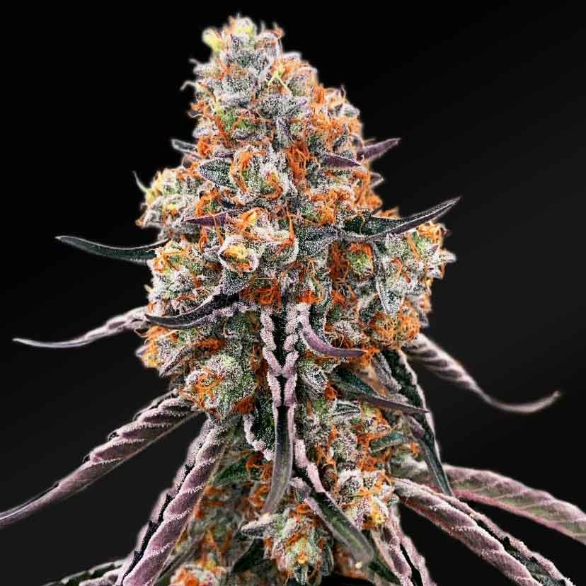 Ultimate Guide: Grow Gelato Sunrise Feminized Seeds Indoors