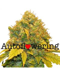 Agent Orange Feminized Seeds For Sale Buy Online Ilgm