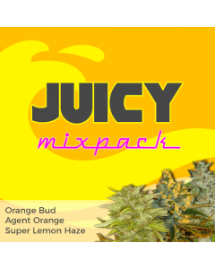 Agent Orange Feminized Seeds For Sale Buy Online Ilgm