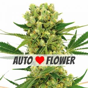 Amnesia Haze Autoflower Marijuana seeds