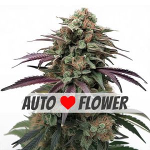 Apple Fritter autoflower marijuana seeds