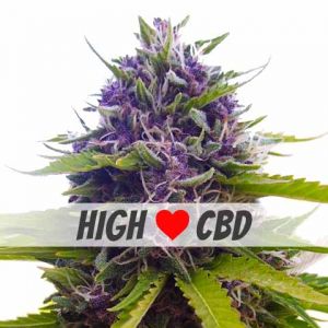 Blueberry CBD Autoflower Marijuana Seeds