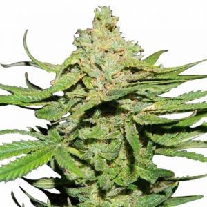 Cannatonic Feminized Marijuana Seeds