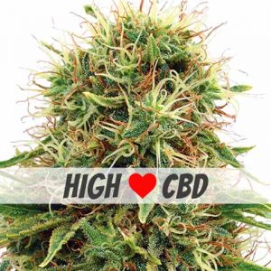 CBD Kush Feminized Marijuana Seeds