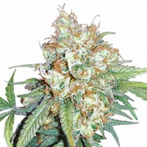 Buy Feminized Marijuana Seeds - Free Shipping >> ILGM